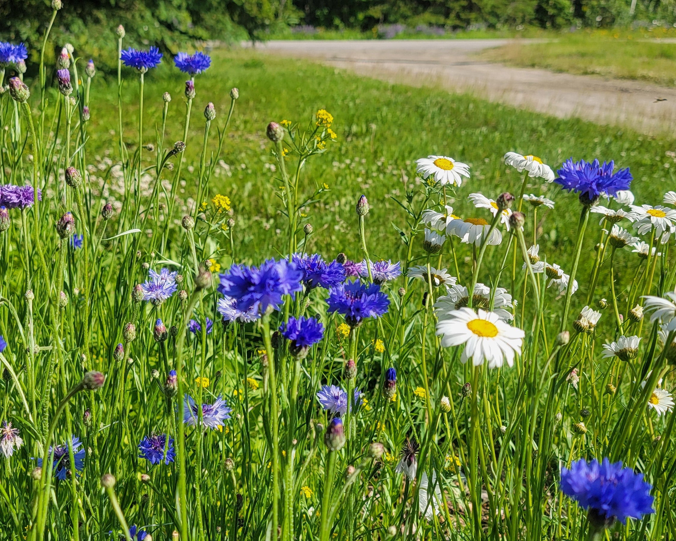 Wildflowers including blue cornflowers and daisies in a grassy field with a path in the background.
